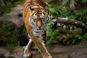 Free photo beautiful shot of a tiger standing in the forest during daytime