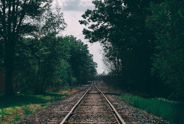 Free photo beautiful shot of a train track surrounded by trees