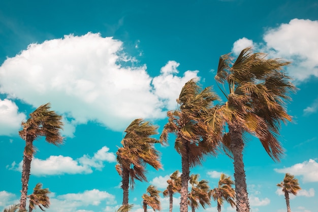 Free Photo beautiful shot of tree branches leaning under the power of the wind