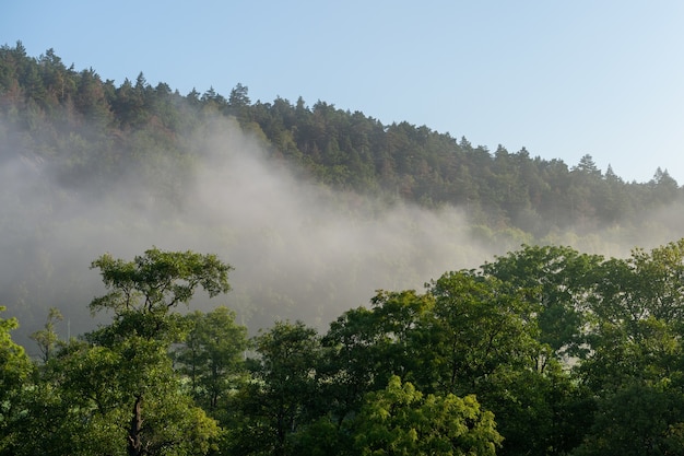 Beautiful shot of a tree forest surrounded by high mountains enveloped in fog