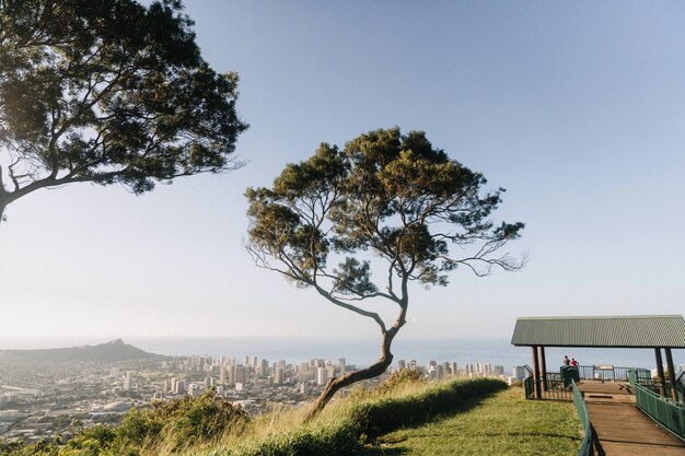 Beautiful shot of a tree in the mountain with an overlooking view of Honolulu, Hawaii in USA