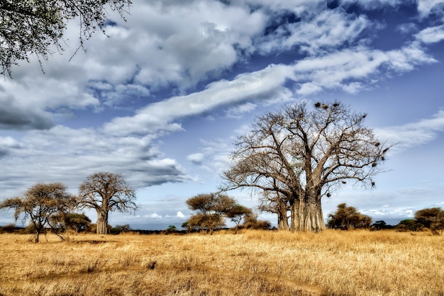 Free photo beautiful shot of a tree in the savanna plains with the blue sky