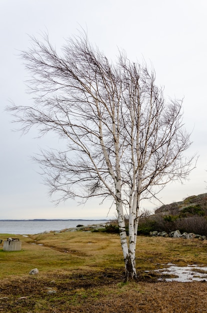 Free photo beautiful shot of a tree with bare branches and the lake in the background