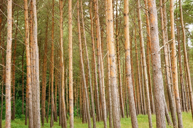 Free photo beautiful shot of trees in the forest at daytime