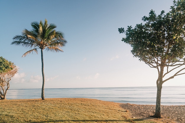 Free Photo beautiful shot of trees in the golden sand beach with a clear blue sky in the background