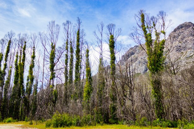 Beautiful shot of trees growing beside the rock formations in the mountains on a sunny day