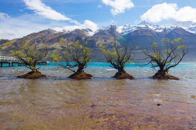 Beautiful shot of trees in lake Glenorchy, New Zealand