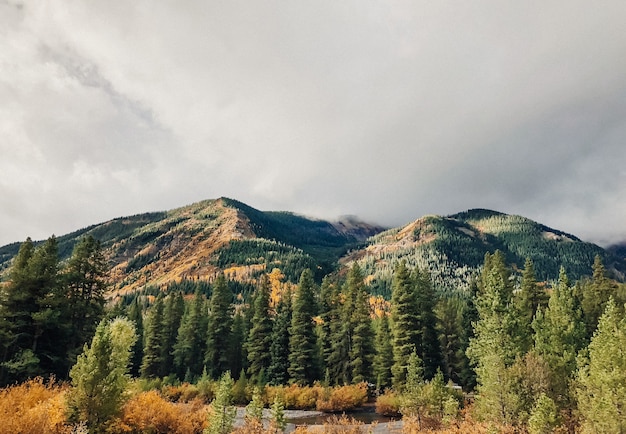 Beautiful shot of trees near the water with forested mountains and a cloudy sky