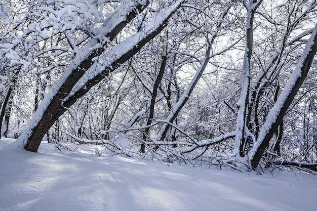 Free photo beautiful shot of trees in a park completely covered in snow during winter in moscow, russia