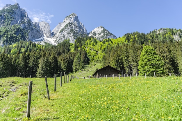 Free photo beautiful shot of trees and snowy mountains under a clear sky in the countryside