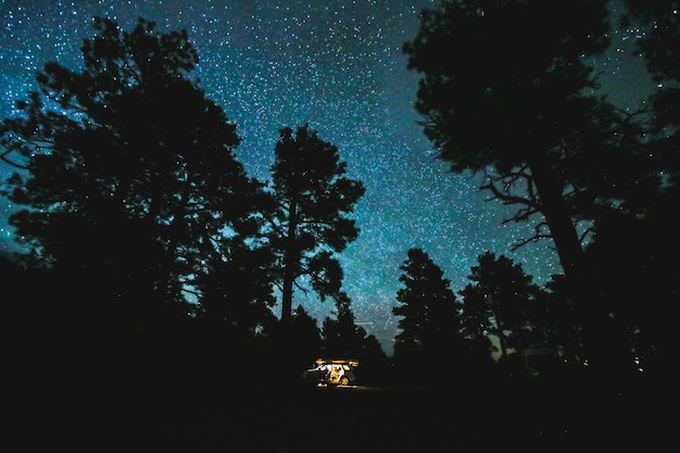 Free Photo beautiful shot of trees under a starry night sky