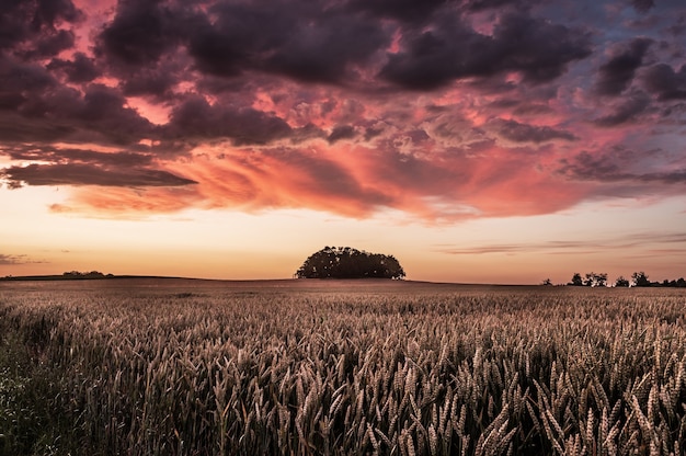 Free photo beautiful shot of triticale field during sunset