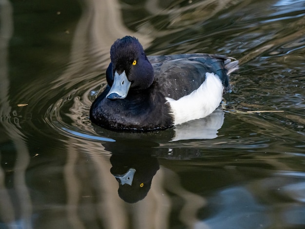 Free photo beautiful shot of tufted duck swimming on the lake in izumi forest in yamato, japan at daytime