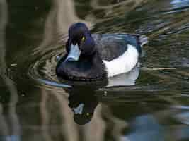 Free photo beautiful shot of tufted duck swimming on the lake in izumi forest in yamato, japan at daytime