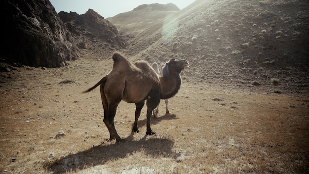 Free Photo beautiful shot of two camels in desert on a sunny day