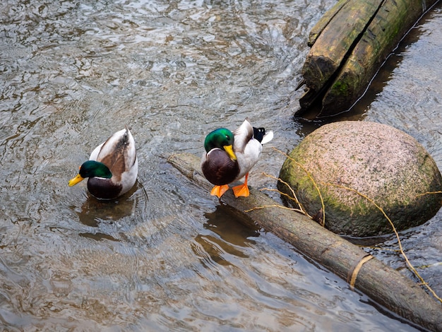 Free photo beautiful shot of two ducks in a river near the bank