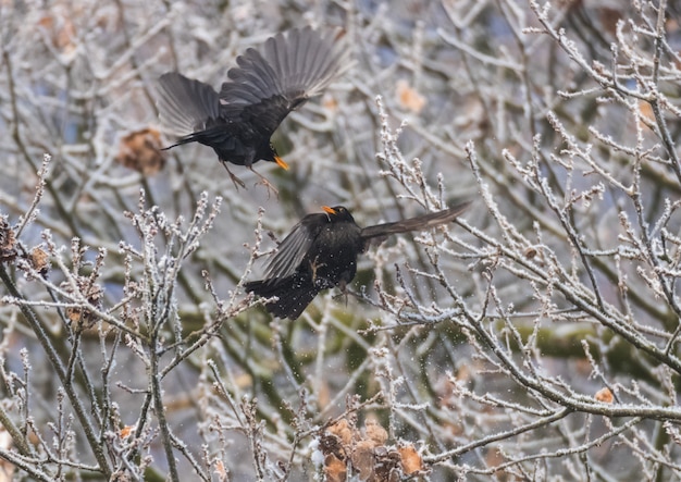 Free Photo beautiful shot of two flying black birds with tree branches in the background