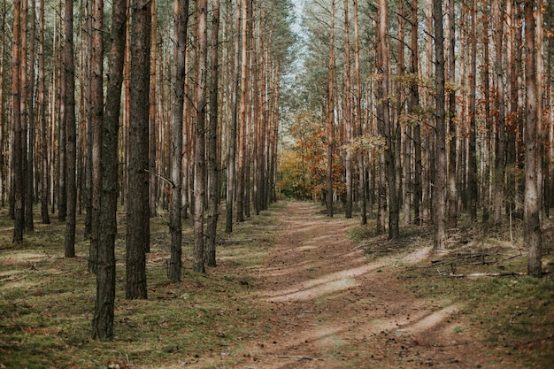 Free photo beautiful shot of an uninhabited path in the middle of a spruce-fir forest in autumn