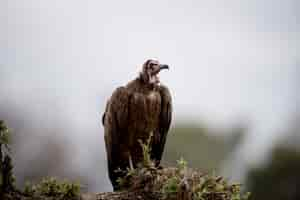 Free photo beautiful shot of a vulture resting on the branch with a blurred