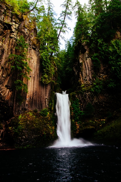 Free photo beautiful shot of a waterfall in the forest surrounded by tall trees