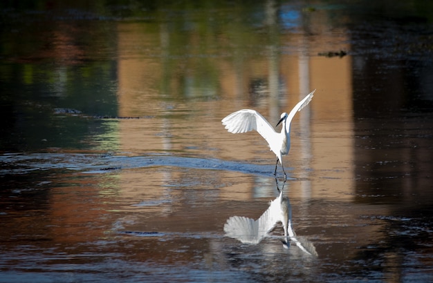 Free Photo beautiful shot of a white egret bird preparing for flight from a lake