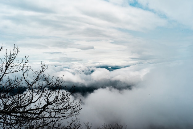 Free photo beautiful shot of white large clouds in the sky and tree branches on the side