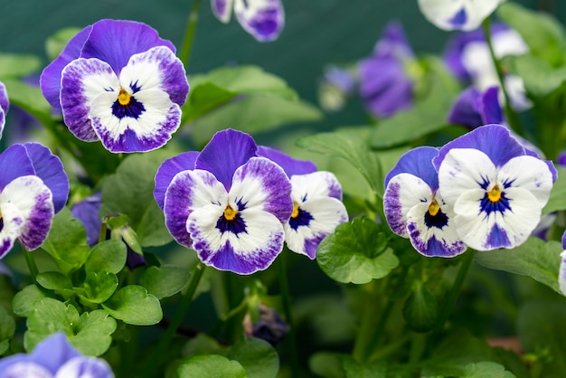 Beautiful shot of white and purple flowers in the park on a sunny day