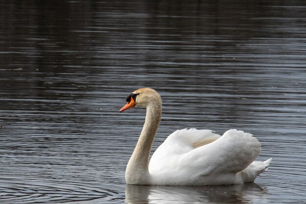 Beautiful shot of a white swan swimming in the water