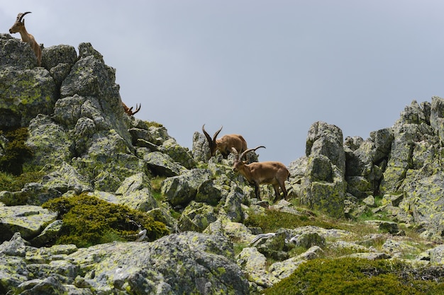 Free photo beautiful shot of a white-tailed deer in rocky mountains