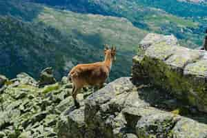 Free photo beautiful shot of a white-tailed deer in rocky mountains