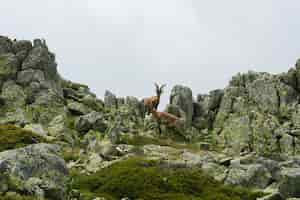 Free photo beautiful shot of a white-tailed deer in rocky mountains