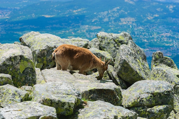 Beautiful shot of a white-tailed deer in rocky mountains