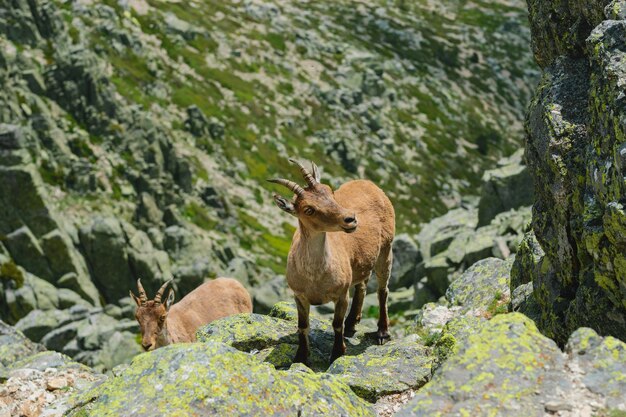 Beautiful shot of a white-tailed deer in rocky mountains