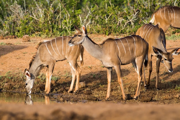 Beautiful shot of wild African antelopes near a lake