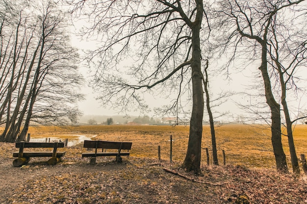 Free Photo beautiful shot of wooden benches in a forest park