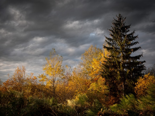 Free Photo beautiful shot of yellow and green leafed trees with a cloudy sky in the