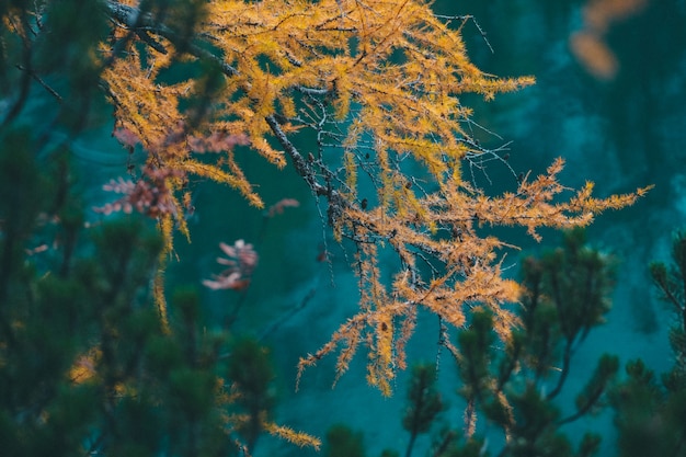 Free Photo beautiful shot of yellow larch tree with blurred natural background