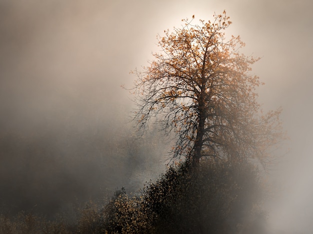 Free Photo beautiful shot of a yellow leafed tree surrounded by fog