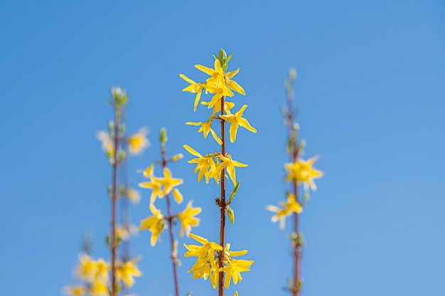 Beautiful shot of yellow wildflowers