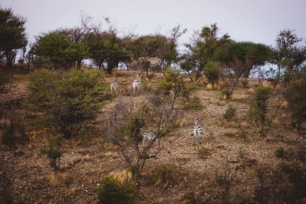 Free photo a beautiful shot of zebras walking up to the hill