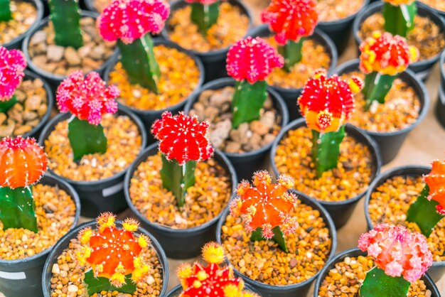 Beautiful small cactus field .