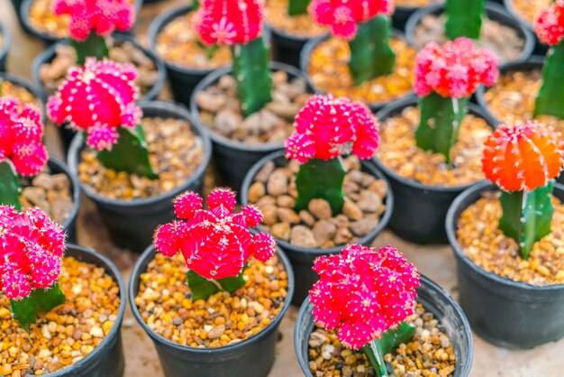 Beautiful small cactus field .