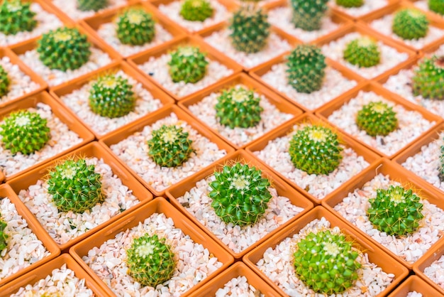 Free photo beautiful small cactus field .