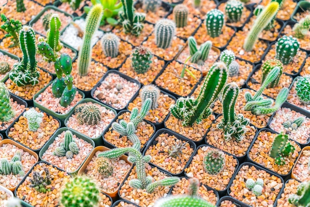 Free Photo beautiful small cactus field .