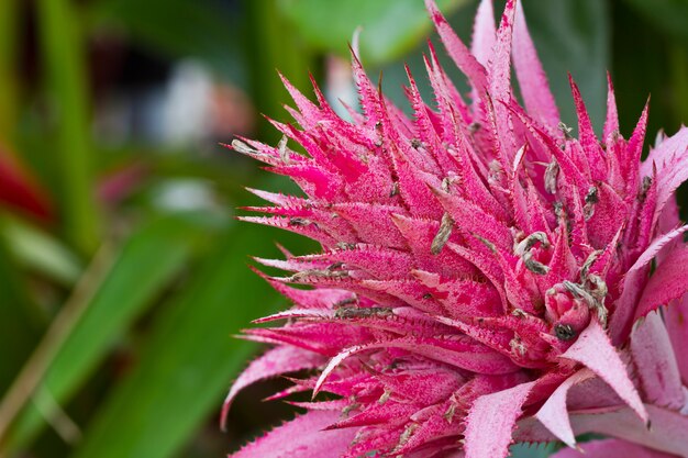 Beautiful spiky flower