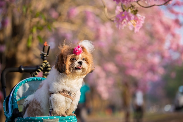 Beautiful spring portrait of Shih Tzu dog in the blossoming flower pink park.