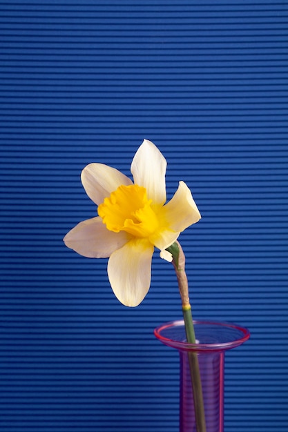 Free Photo beautiful spring wallpaper with daffodil