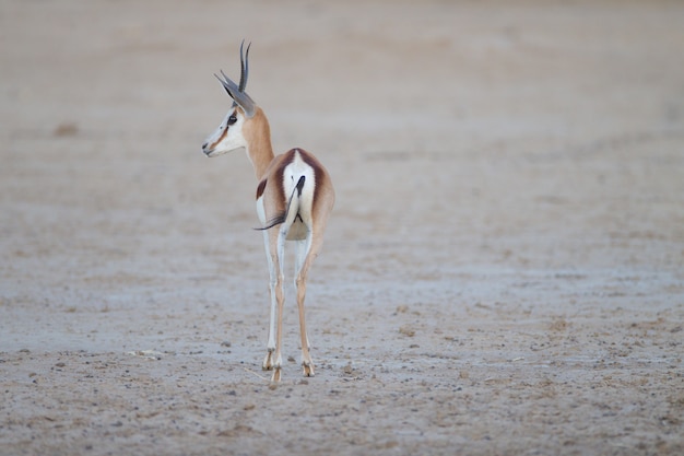 Beautiful springbok captured from behind in the middle of the desert