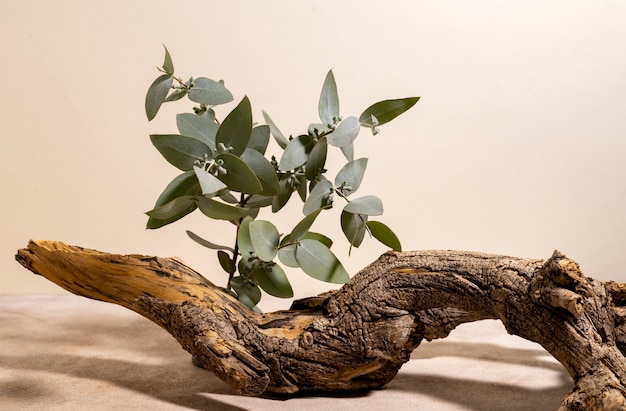 Beautiful still life with herbal medicine