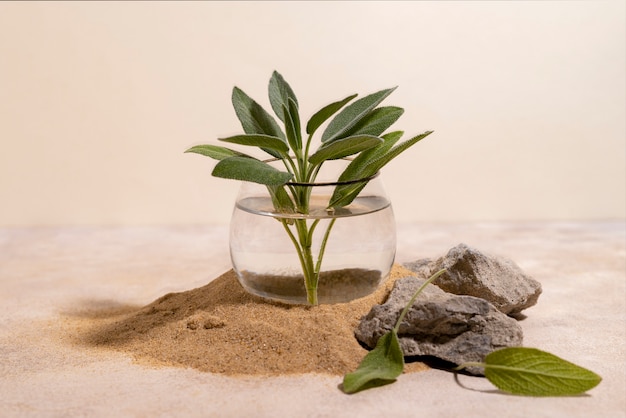 Free photo beautiful still life with herbal medicine